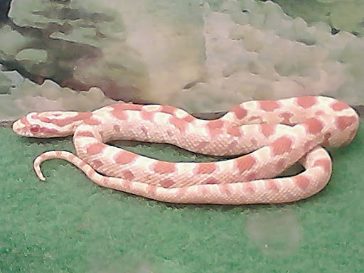 Pet Supply Store «Rutser Pet Store», reviews and photos, 5418 E Beverly Blvd, East Los Angeles, CA 90022, USA