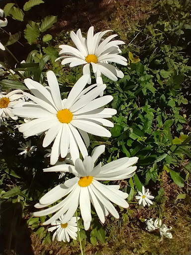 Golf Club «Surfside Golf Course», reviews and photos, 31508 J Pl, Ocean Park, WA 98640, USA