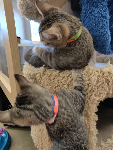 Pet Supply Store «Petco Animal Supplies», reviews and photos, 474 228th Ave NE, Sammamish, WA 98074, USA