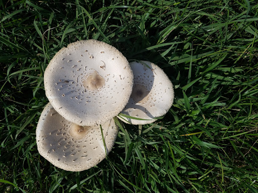 Park «Bob Eden Park», reviews and photos, 901 W Mid Cities Blvd, Euless, TX 76039, USA