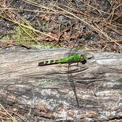 Campground «Lorraine Park Campground», reviews and photos, 133 Jenkins Rd, Andover, MA 01810, USA