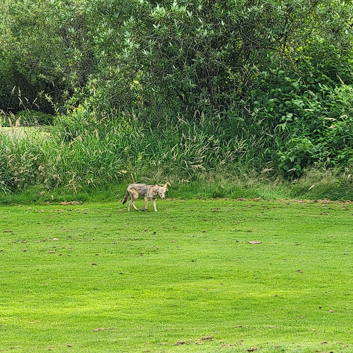 Golf Course «Willows Run Golf Complex», reviews and photos, 10402 Willows Rd, Redmond, WA 98052, USA