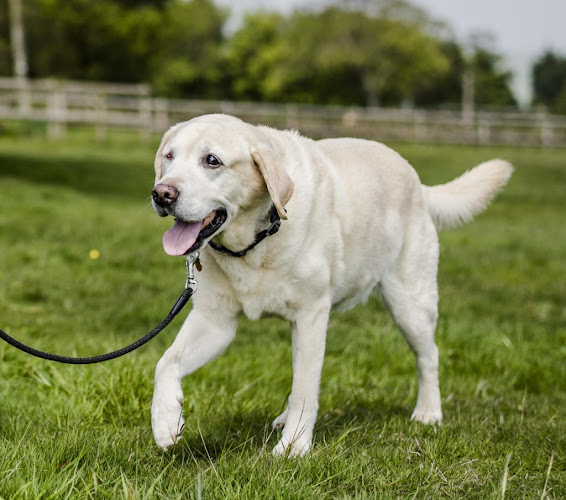 Potters Paws - Dog Walking & Sitting - Dog trainer