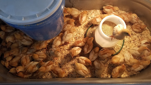 Department Store «Rural King», reviews and photos, 1800 IN-44, Shelbyville, IN 46176, USA