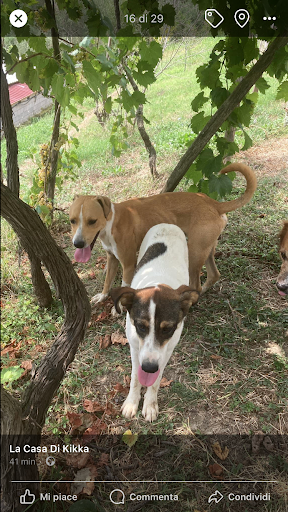 Pensioni per cani e dog hotel a La casa di Kikka