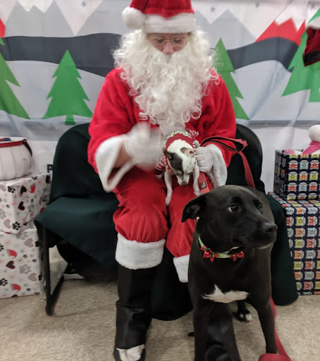 Pet Supply Store «PetSmart», reviews and photos, 3335 Cobb Pkwy NW #400, Acworth, GA 30101, USA