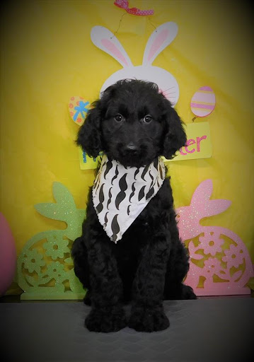 Pet Store «Pet Planet», reviews and photos, 11968 S Redwood Rd, Riverton, UT 84065, USA