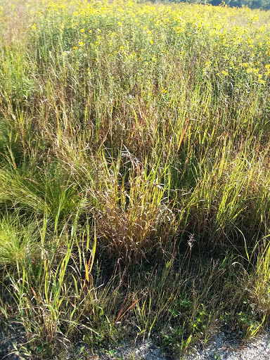 Vaporizer Store «Zee Vapor and Tobacco», reviews and photos, 6325 Dempster St, Morton Grove, IL 60053, USA