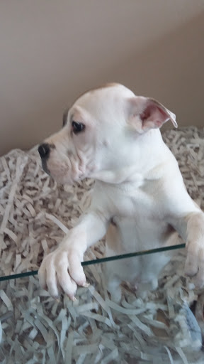 Pet Store «Amity Harbor Puppies and Pet Supplies», reviews and photos, 189 Merrick Rd, Amityville, NY 11701, USA