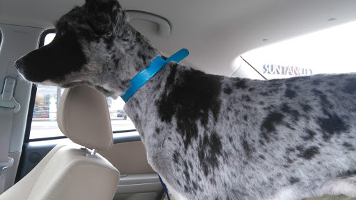 Pet Supply Store «Pet Supplies Plus», reviews and photos, 6101 Stellhorn Rd, Fort Wayne, IN 46815, USA