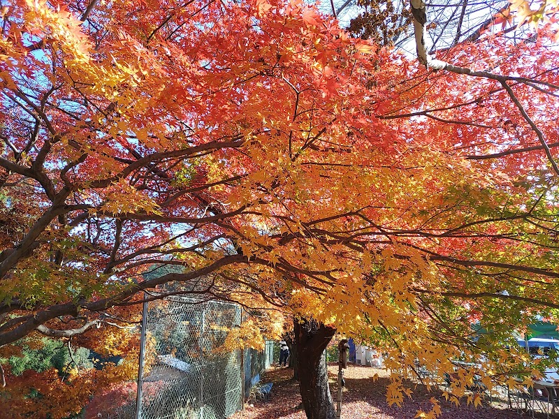 嵐山高雄パークウェイ