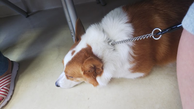 エルフ動物病院 大阪府摂津市千里丘 動物病院 動物病院 グルコミ