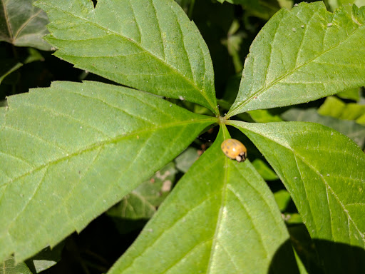 Nature Preserve «Fernbank Forest», reviews and photos, 767 Clifton Rd, Atlanta, GA 30307, USA