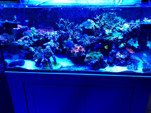 Aquarium Shop «Exotic Aquariums», reviews and photos, 7399 Bird Rd, Miami, FL 33155, USA