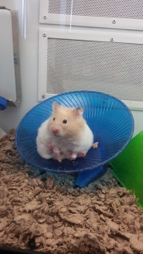 Pet Supply Store «Petco Animal Supplies», reviews and photos, 513 S Mason Rd, Katy, TX 77450, USA