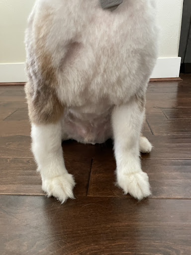 Pet Supply Store «Petco Animal Supplies», reviews and photos, 8775 SW Tualatin-Sherwood Rd, Tualatin, OR 97062, USA