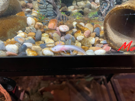 Pet Store «Pet Kingdom», reviews and photos, 4650 S Cleveland Ave, Fort Myers, FL 33907, USA