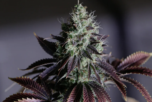 High Train Dispensary pickup & delivery