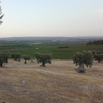 Photo n°3 de l'avis de Angelo.i fait le 30/07/2017 à 17:51 sur le  Azienda Agricola Amastuola ss à Crispiano