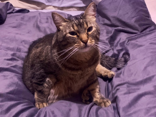 Pet Supply Store «Pet Supplies Plus», reviews and photos, 955 Co Rd E East #100, Vadnais Heights, MN 55127, USA