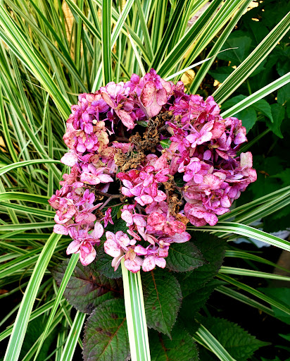 Garden Center «Dees Nursery & Florist», reviews and photos, 69 Atlantic Ave, Oceanside, NY 11572, USA