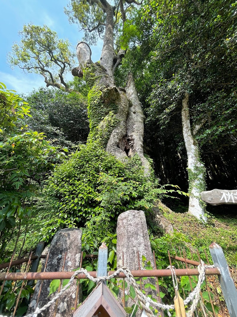 高龗神社の椨の木