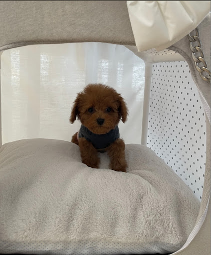 Pet Supply Store «Woof Woof Puppies & Boutique», reviews and photos, 29555 Northwestern Hwy, Southfield, MI 48034, USA