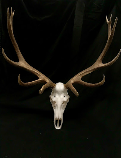 Skull Brothers European Taxidermy