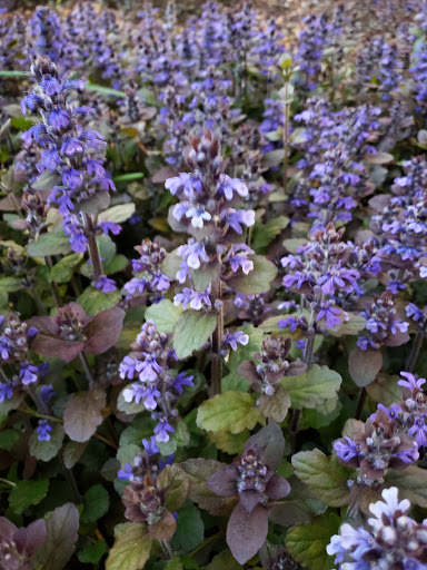 American Restaurant «Cracker Barrel Old Country Store», reviews and photos, 2371 E Aurora Rd, Twinsburg, OH 44087, USA