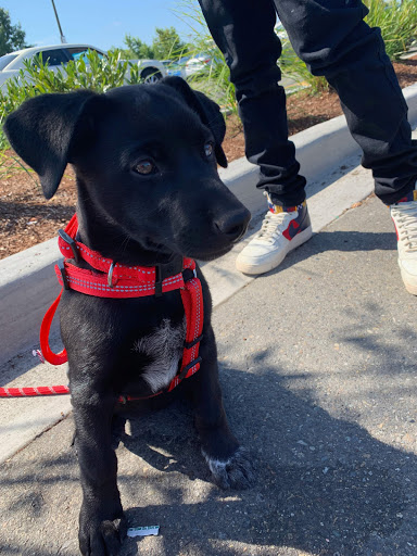 Pet Supply Store «Petco Animal Supplies», reviews and photos, 17200 Southcenter Pkwy #100, Tukwila, WA 98188, USA