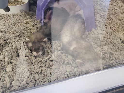 Pet Supply Store «Petco Animal Supplies», reviews and photos, 1415 E Warner Rd, Gilbert, AZ 85296, USA