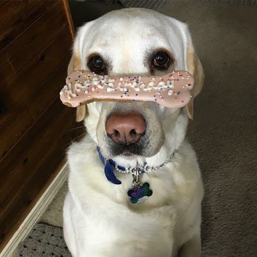 Pet Groomer «Spoiled Petz Pet Store and Grooming», reviews and photos, 12030 Donner Pass Rd #1, Truckee, CA 96161, USA