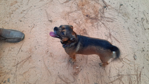 Pet Supply Store «PetSmart», reviews and photos, 32962 FM 2978 Rd, Magnolia, TX 77354, USA