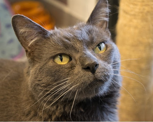 Placer County Animal Services Center image