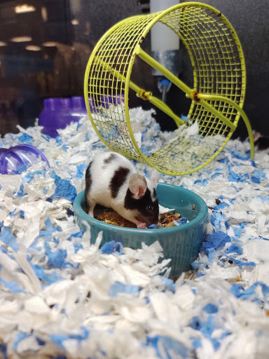 Pet Supply Store «PetSmart», reviews and photos, 2210 S Croatan Hwy, Nags Head, NC 27959, USA