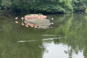 Chilean Flamingos, Bronx Zoo image