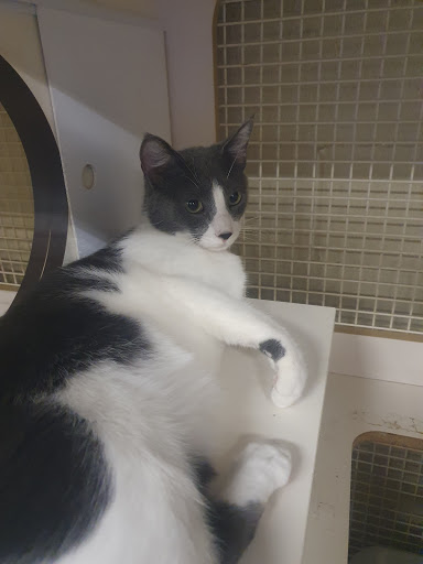 Pet Supply Store «Petco Animal Supplies», reviews and photos, 6416 Carlisle Pike #300, Mechanicsburg, PA 17050, USA