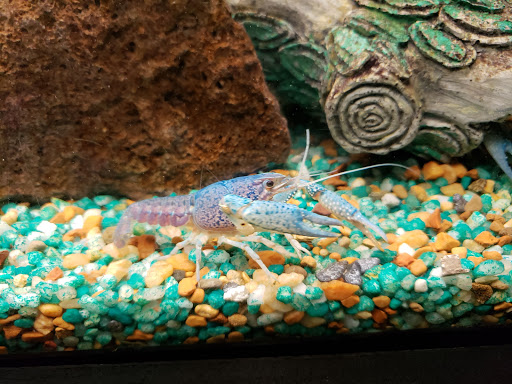 Pet Store «Friendly Pets», reviews and photos, 625 Friendly Center Rd, Greensboro, NC 27408, USA