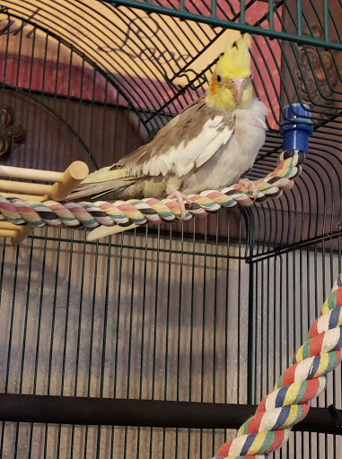 Pet Supply Store «Petco Animal Supplies», reviews and photos, 4175 Dowlen Rd, Beaumont, TX 77706, USA