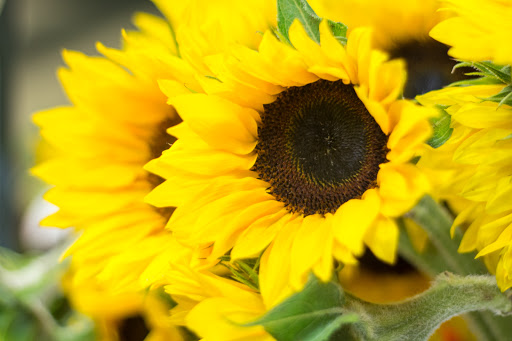 Florist «Buds Blooms & Beyond», reviews and photos, 11234 W Hillsborough Ave, Tampa, FL 33635, USA