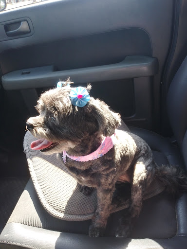 Pet Groomer «ITIG Happy Dog Wash», reviews and photos, 6465 S Chickasaw Trail, Orlando, FL 32829, USA