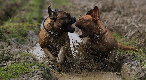 Tierarztpraxis Dr. Stratmann unter Dortmund, Nordrhein-Westfalen