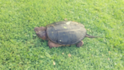 Golf Club «Rolling Greens Golf Club», reviews and photos, 600 Cold Spring Rd, Rocky Hill, CT 06067, USA