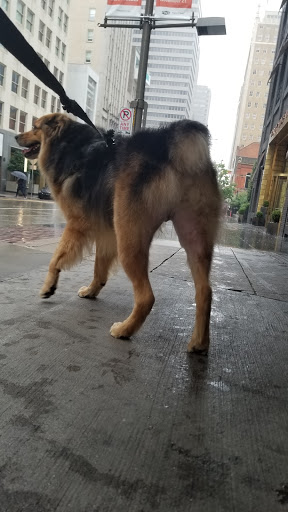 Pet Store «Downtown Pawz», reviews and photos, 1623 Main St #106, Dallas, TX 75201, USA