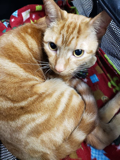 4123 Coldwater Rd, Flint, MI 48504, USA