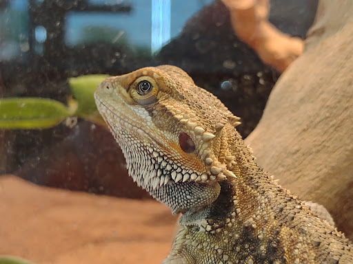 Pet Supply Store «House of Pets Inc», reviews and photos, 29500 Ford Rd, Garden City, MI 48135, USA