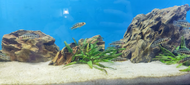 Opiniones de AQUATOPIA en Callao - Tienda