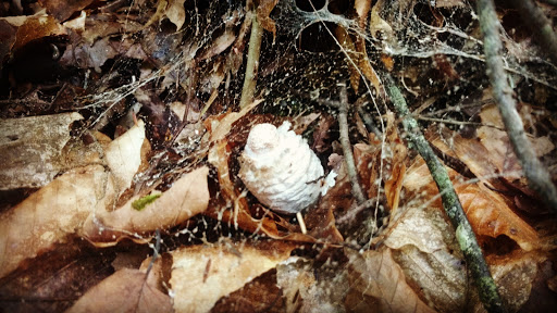 Nature Preserve «Cotton Hollow Preserve», reviews and photos, 493 Hopewell Rd, South Glastonbury, CT 06073, USA