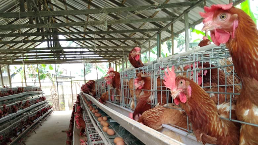 Infinity farms, Shelter Afrique, Ikot anbon road, 520221, Uyo, Nigeria, Courier Service, state Akwa Ibom
