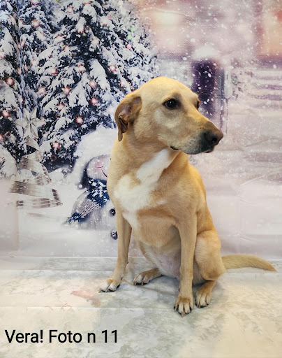 Pensioni per cani e dog hotel a Chi Fa Da S Fa Per 3! Toelettatura Professionale & Self Service